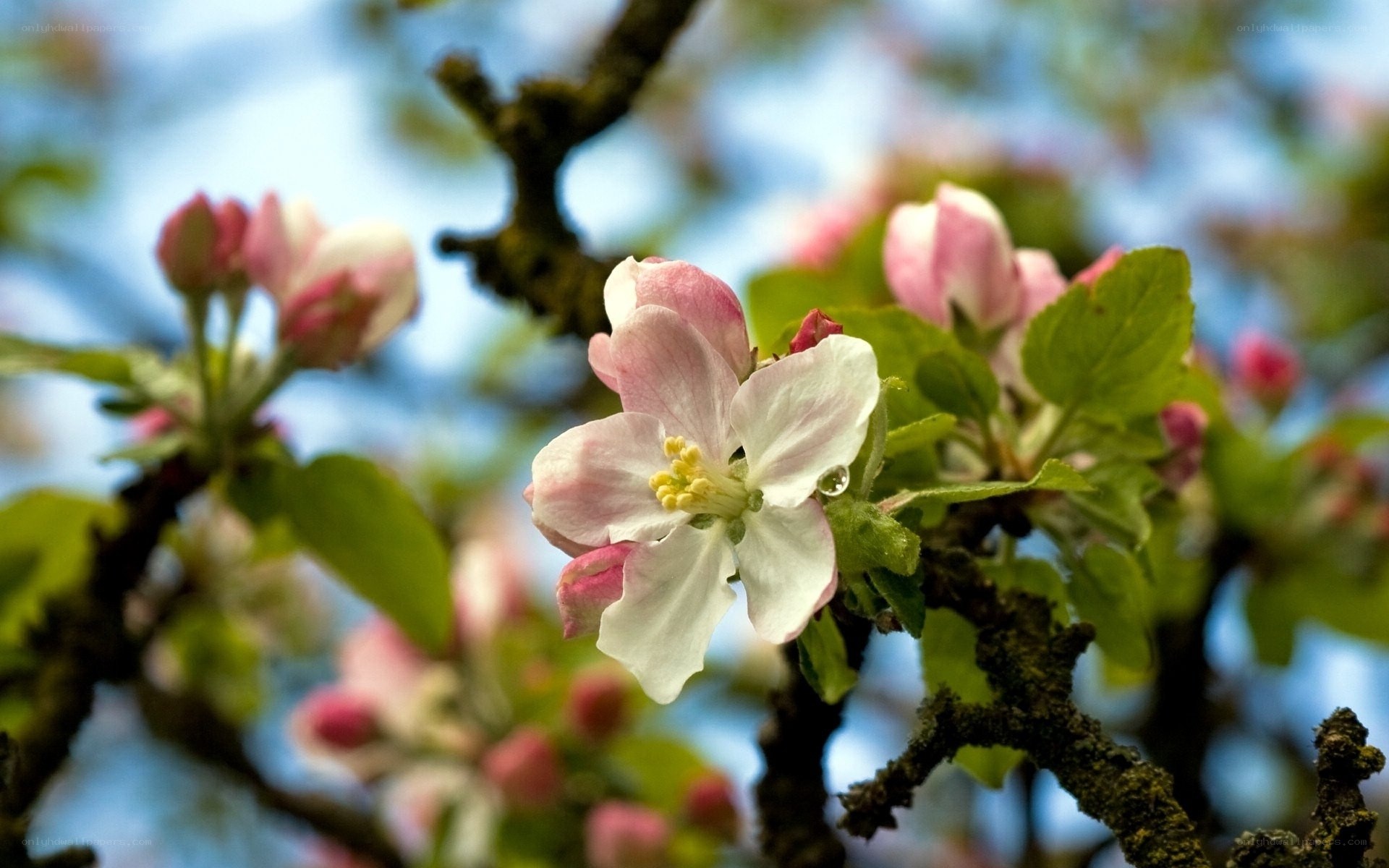 apple blossom in spring