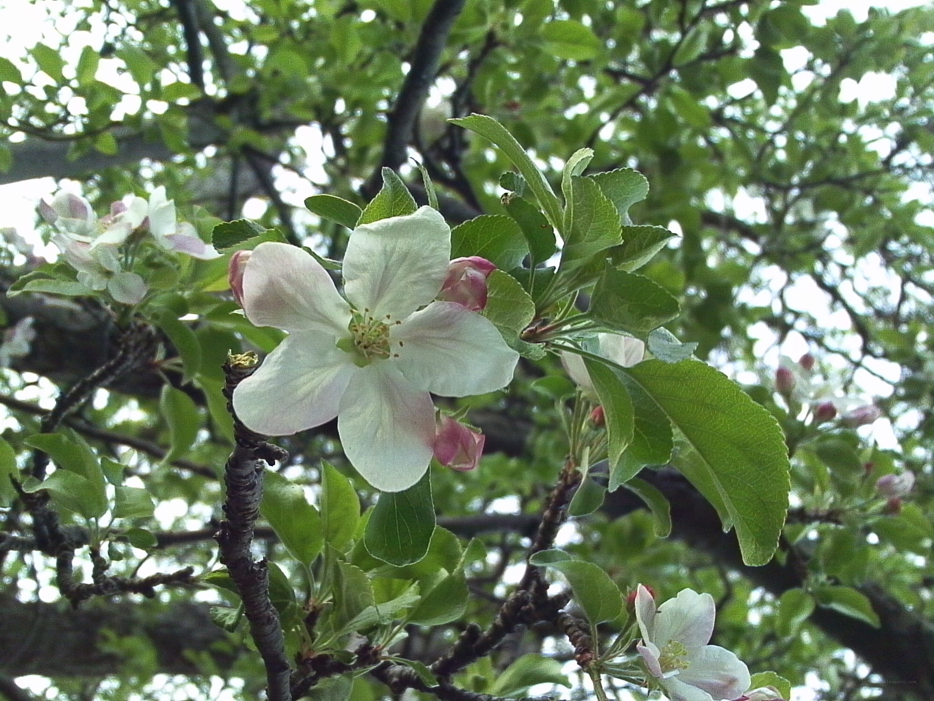 apple blossom in spring