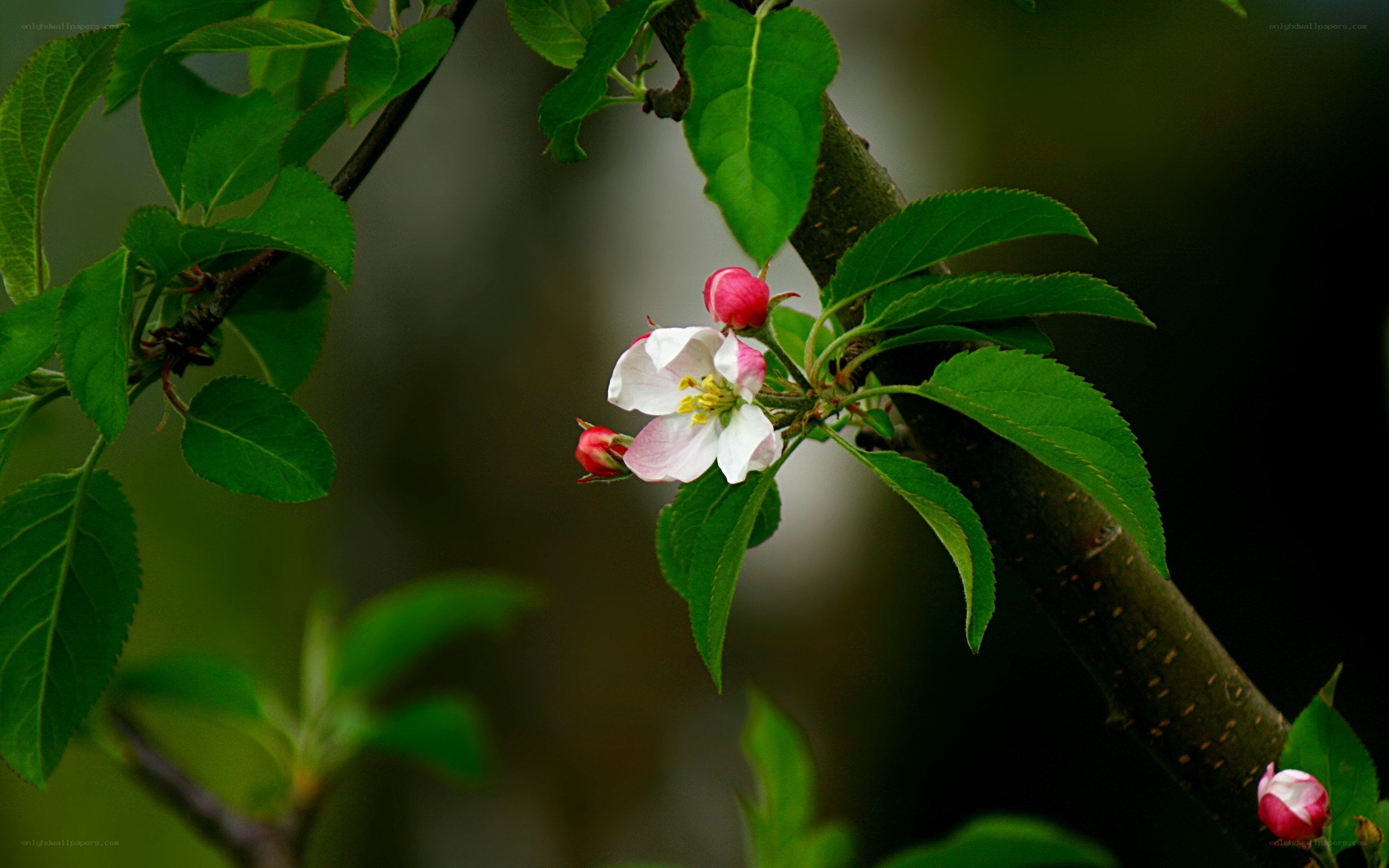 Apple blossom on a branch