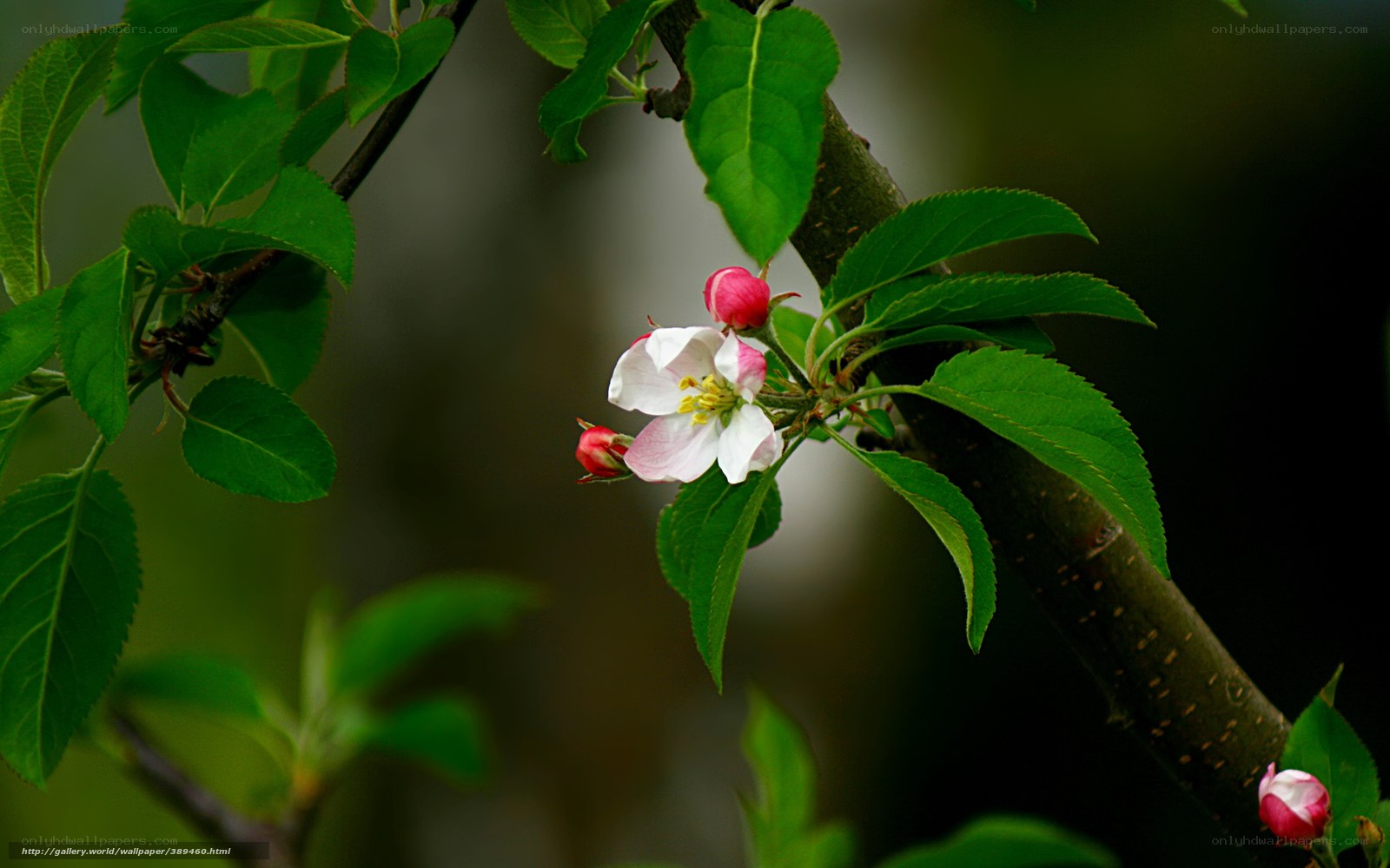 Apple blossom on a branch