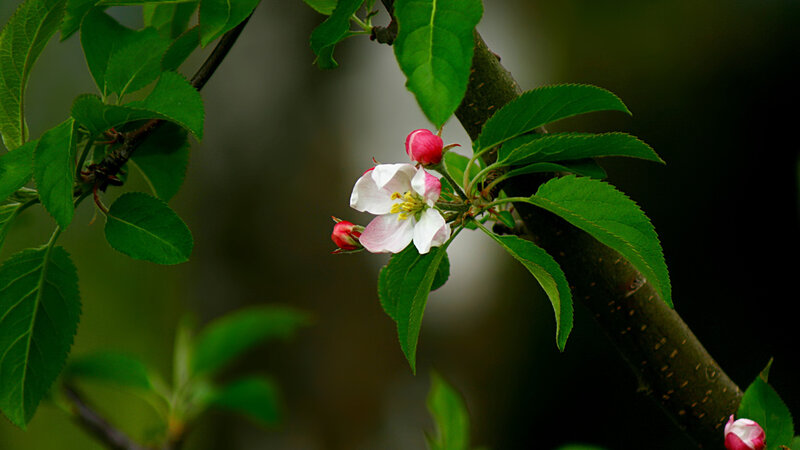 Apple Blossom on Branch — Green, Serene