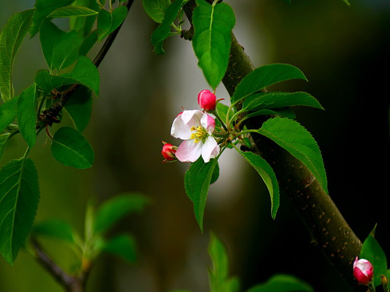 Apple Blossom on Branch — Green