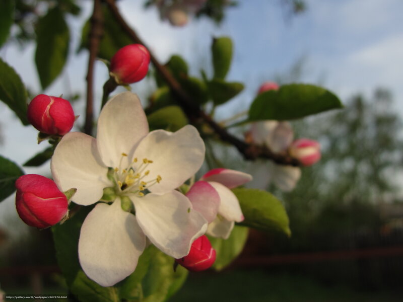 Apple Blossom on Branch — White, Serene