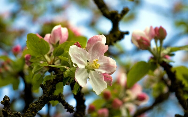 Apple Blossom on Branch — White