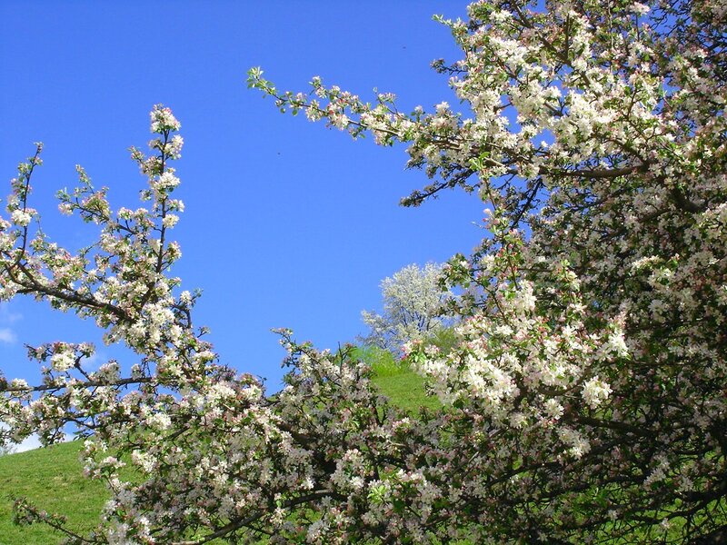 Apple Blossom Tree