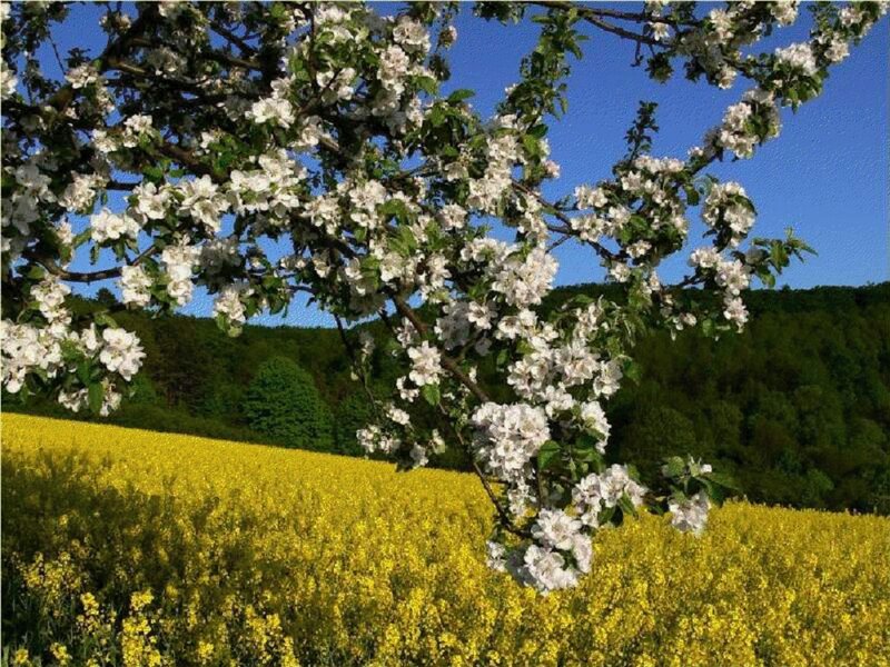 Apple Blossom Tree — Yellow