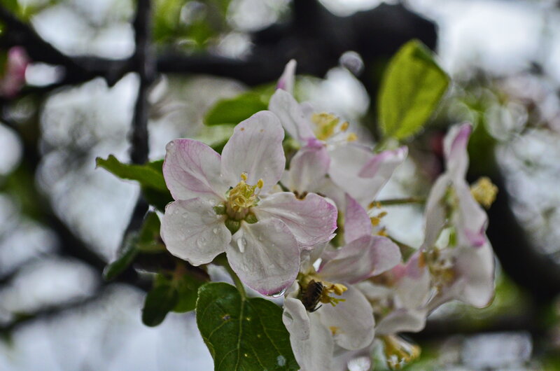 Apple Blossom with Bee