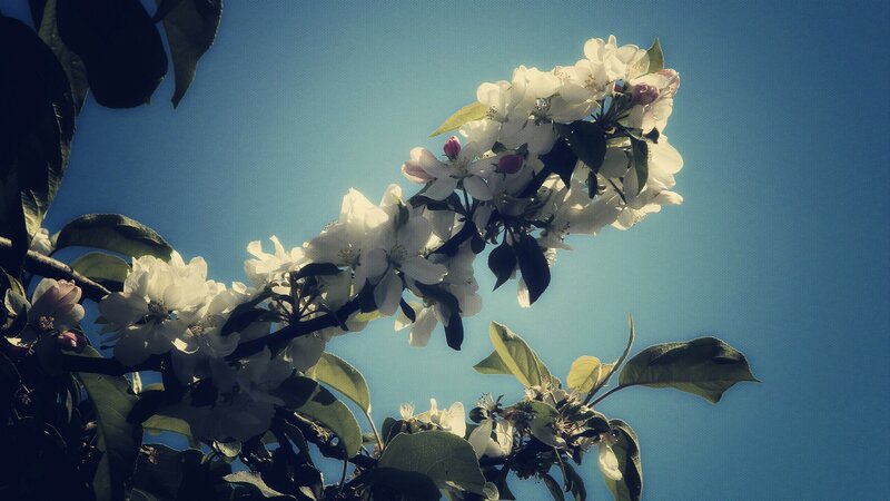 apple blossoms against blue sky