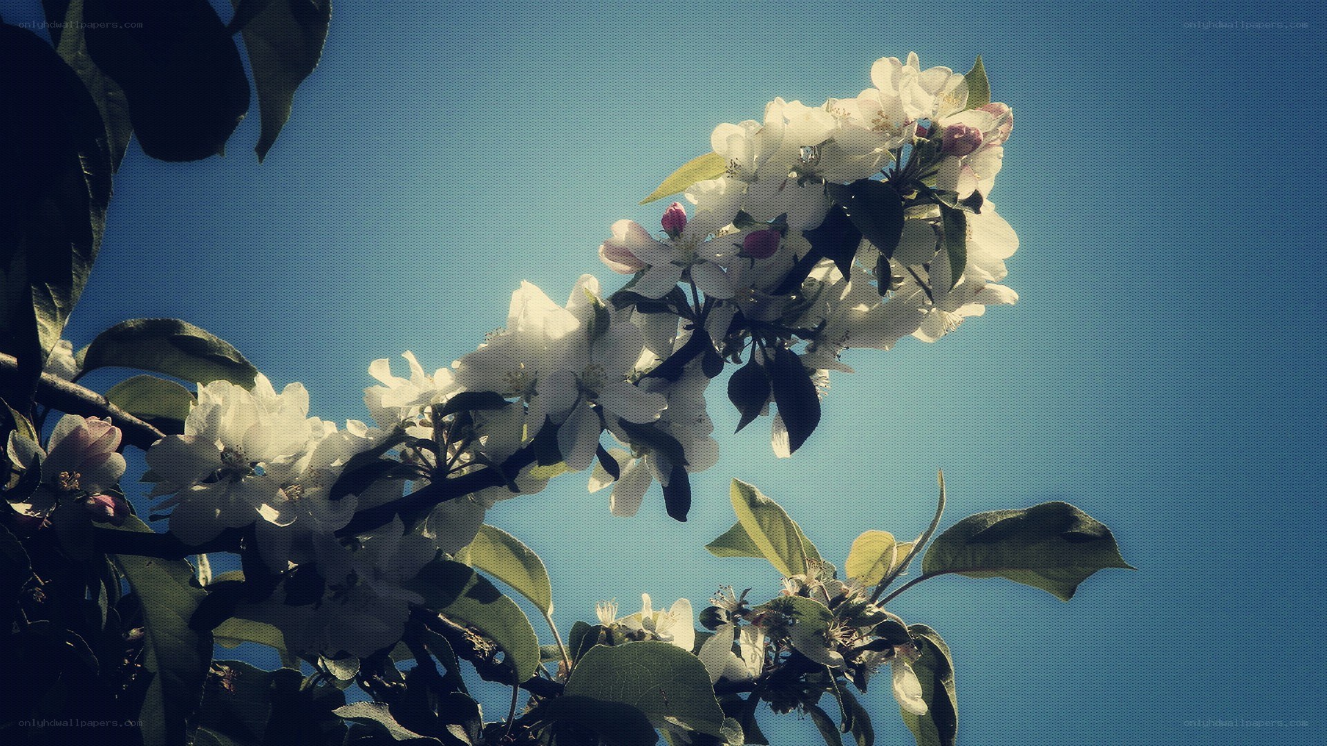 apple blossoms against blue sky