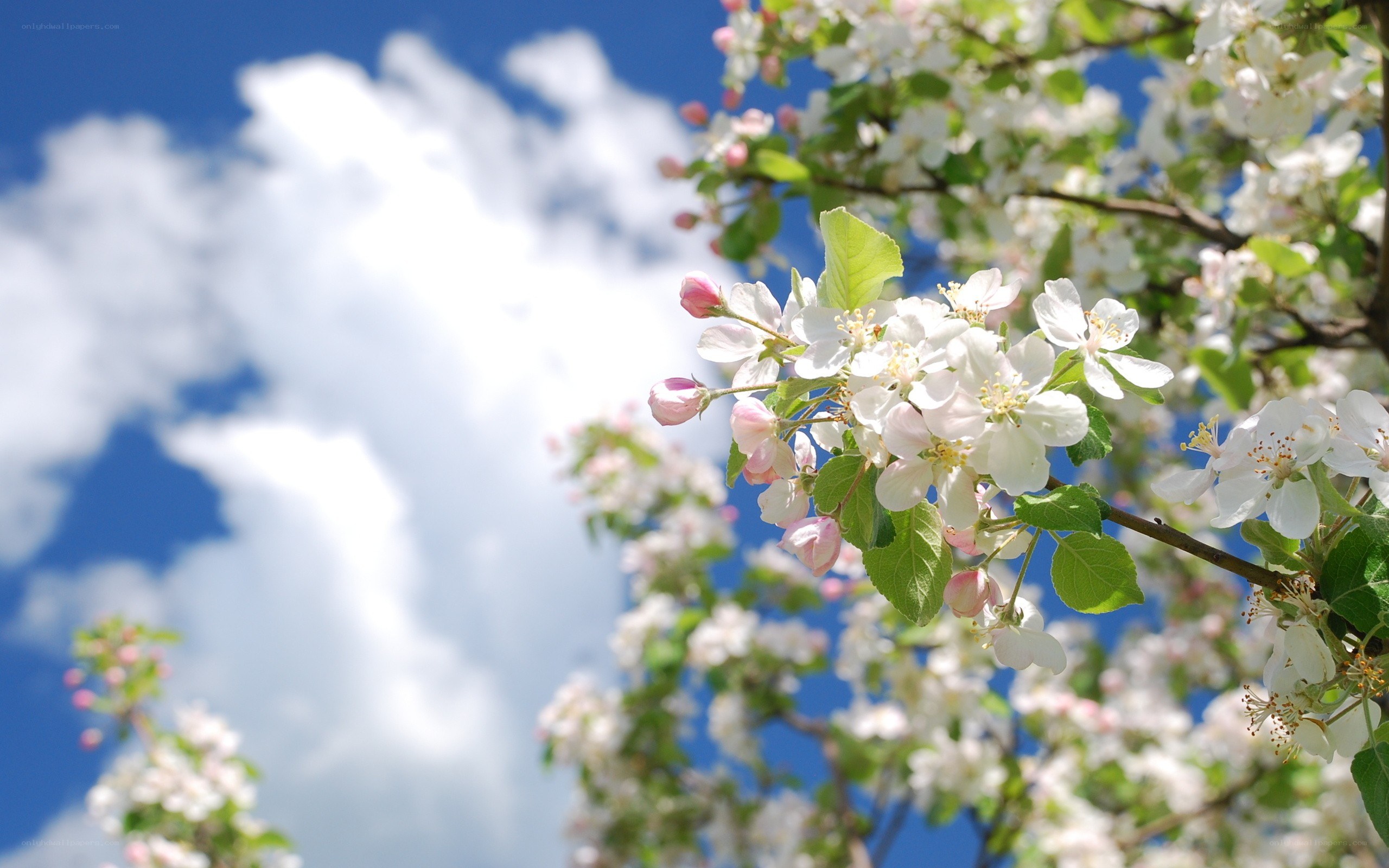 apple blossoms against blue sky