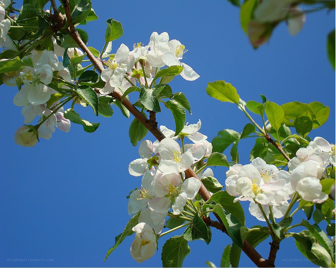 Apple blossoms against blue sky