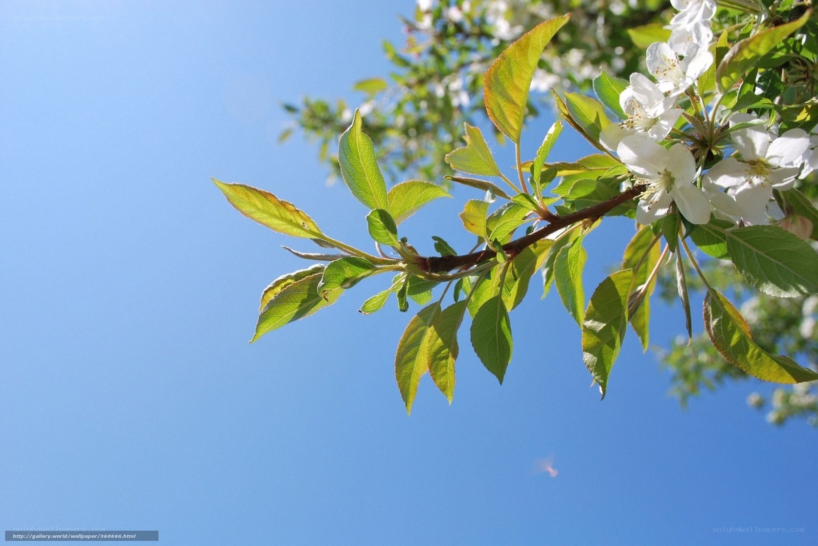 apple blossoms against blue sky