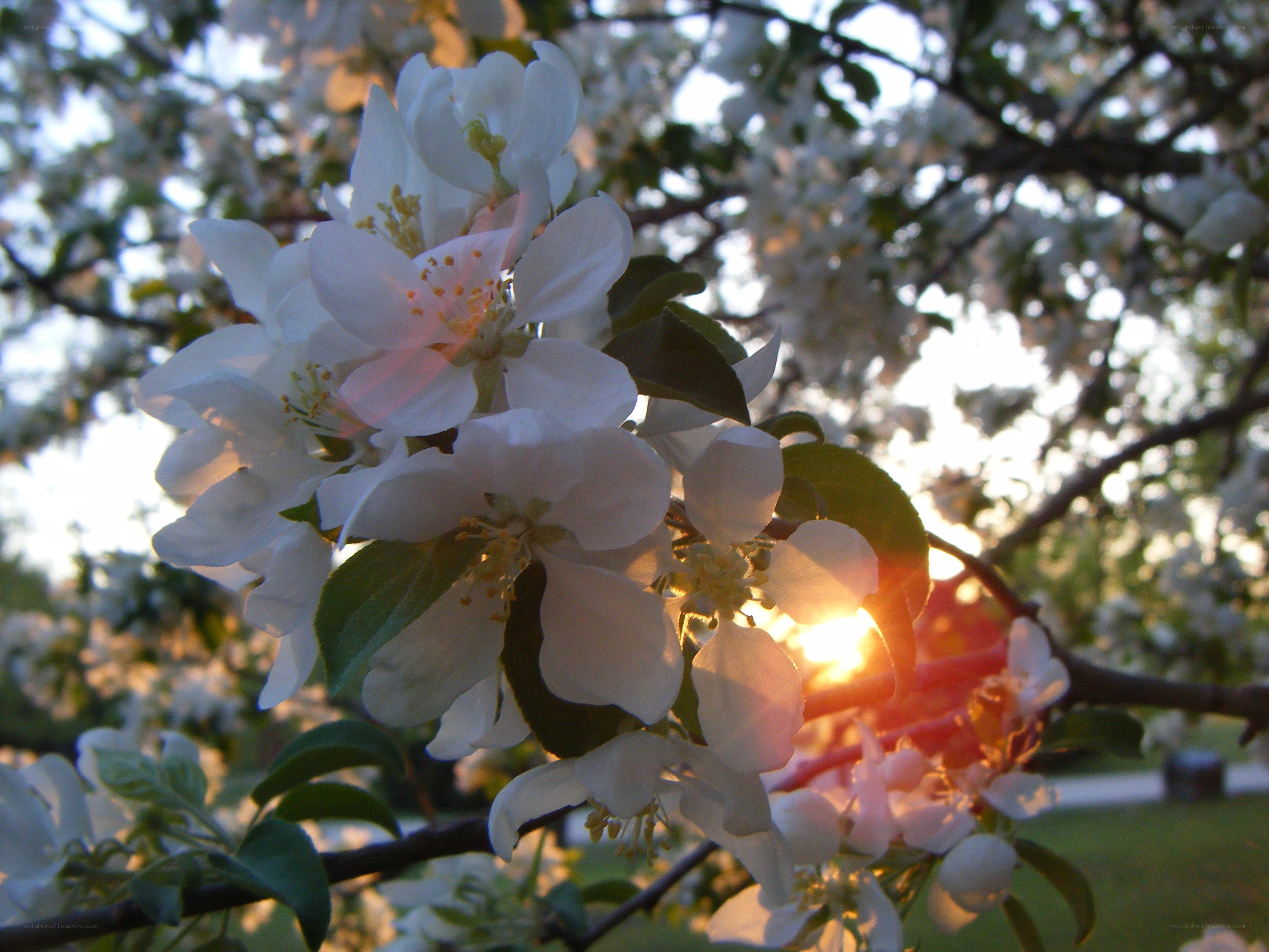 apple blossoms at sunset