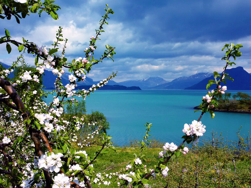 Apple Blossoms by Fjord