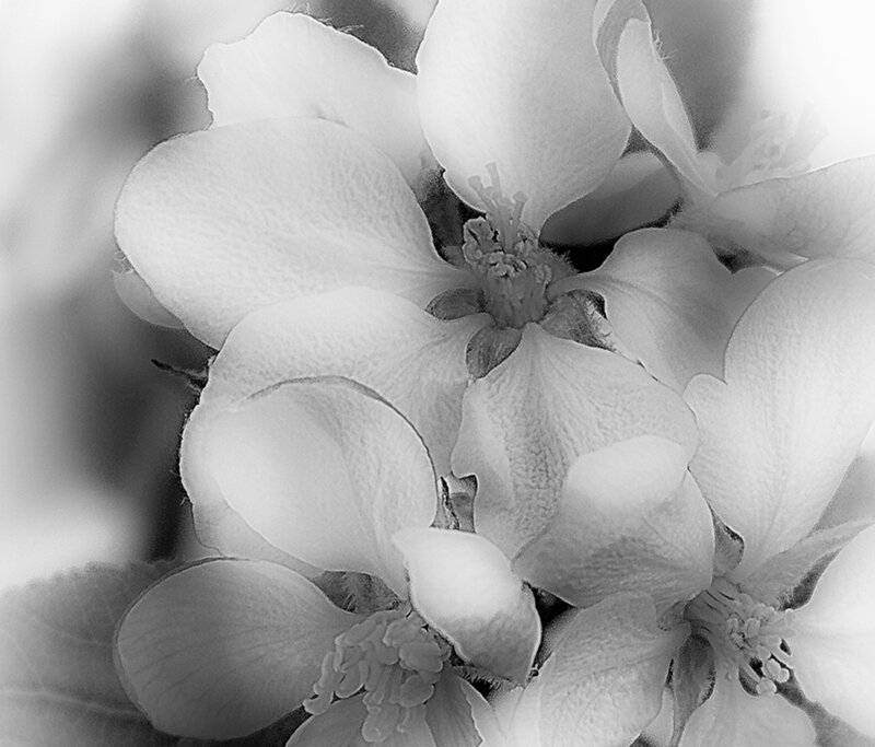 Apple Blossoms in Bloom
