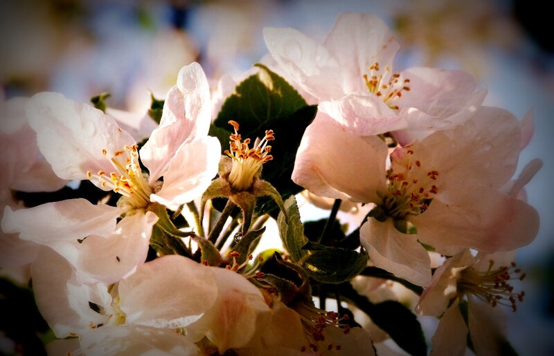 Apple Blossoms in Bloom — White