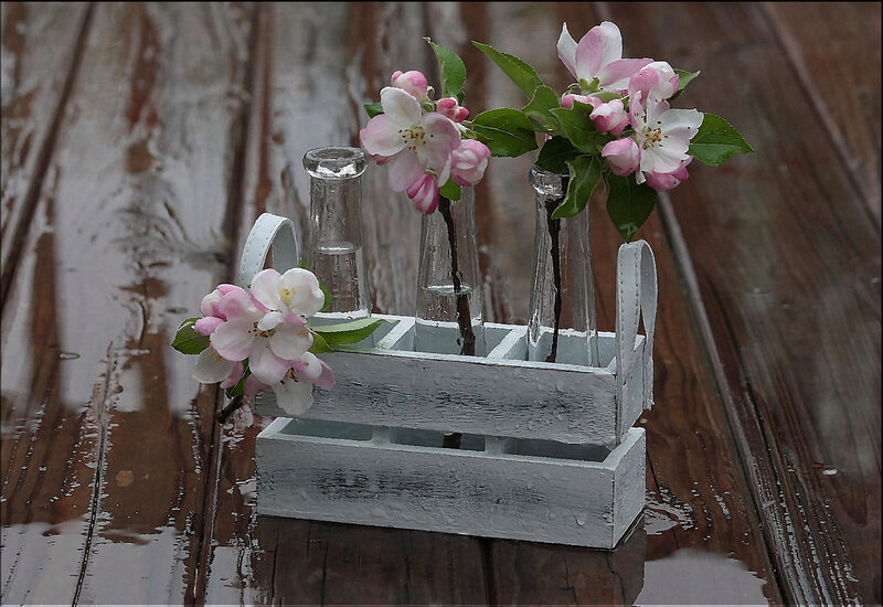Apple Blossoms in Crate