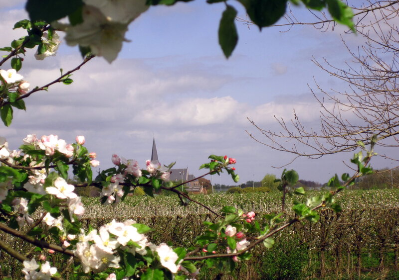 Apple Blossoms in Orchard