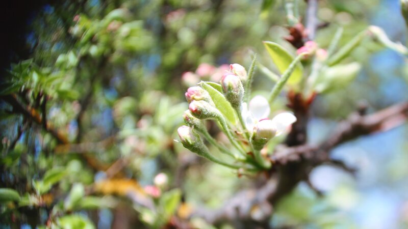 apple blossoms in spring