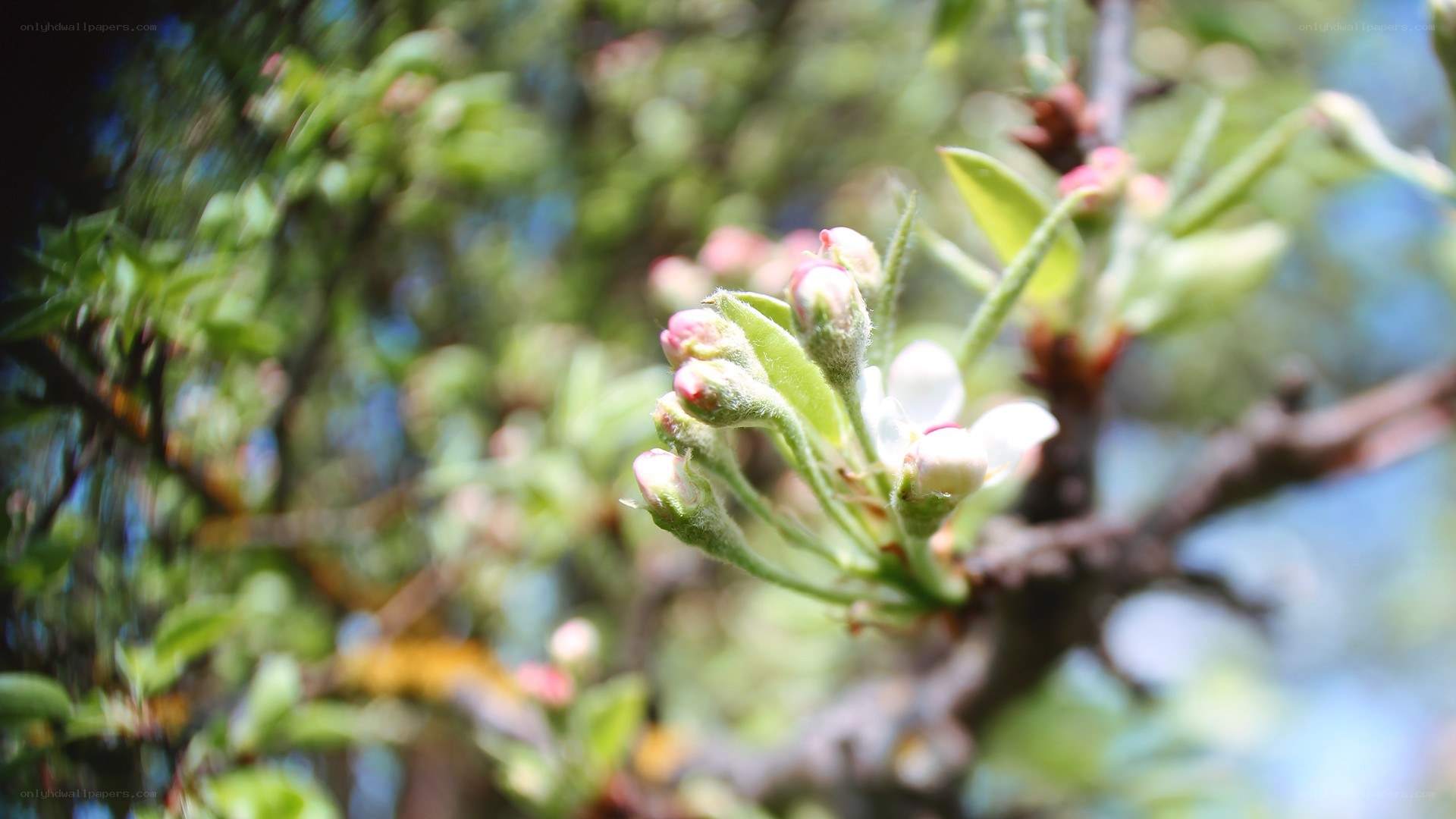 apple blossoms in spring