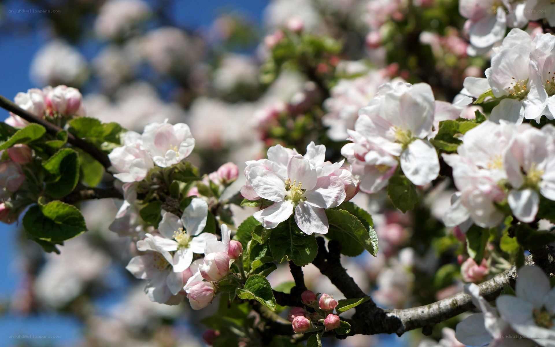 Apple blossoms in spring