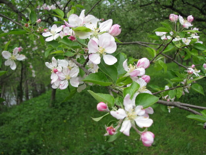 apple blossoms in spring