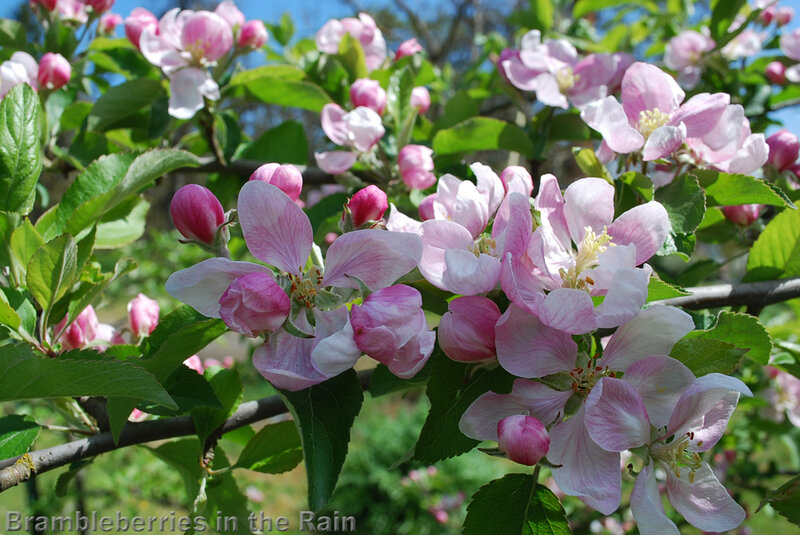 apple blossoms in spring