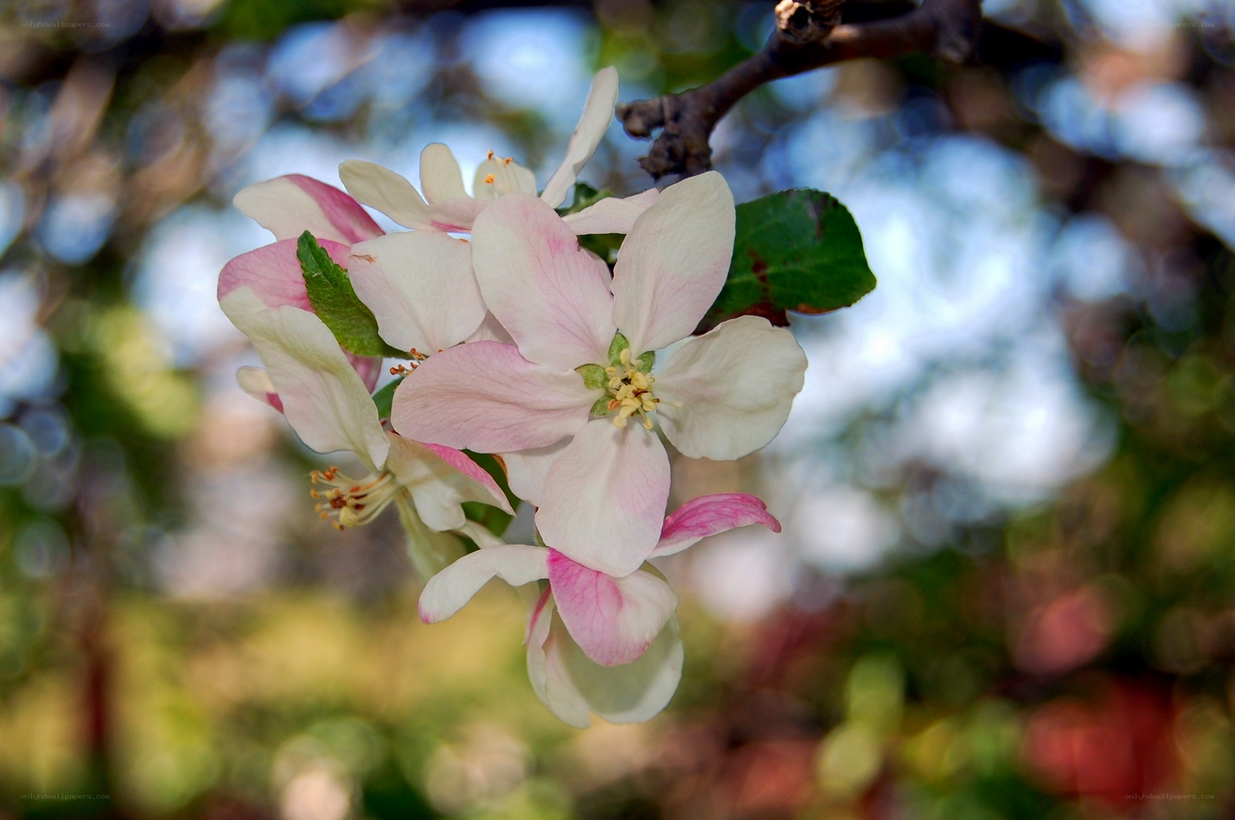 apple blossoms in spring