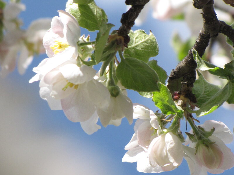 apple blossoms in spring