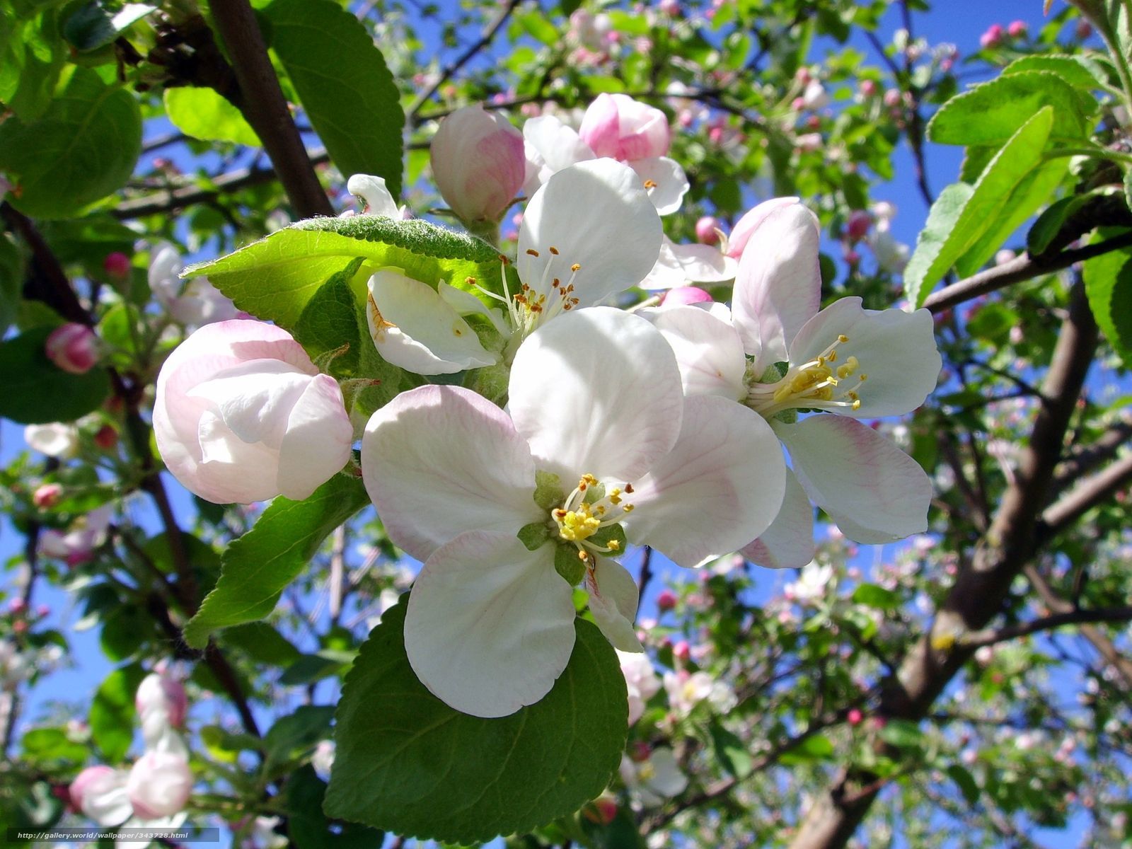 Apple blossoms in spring