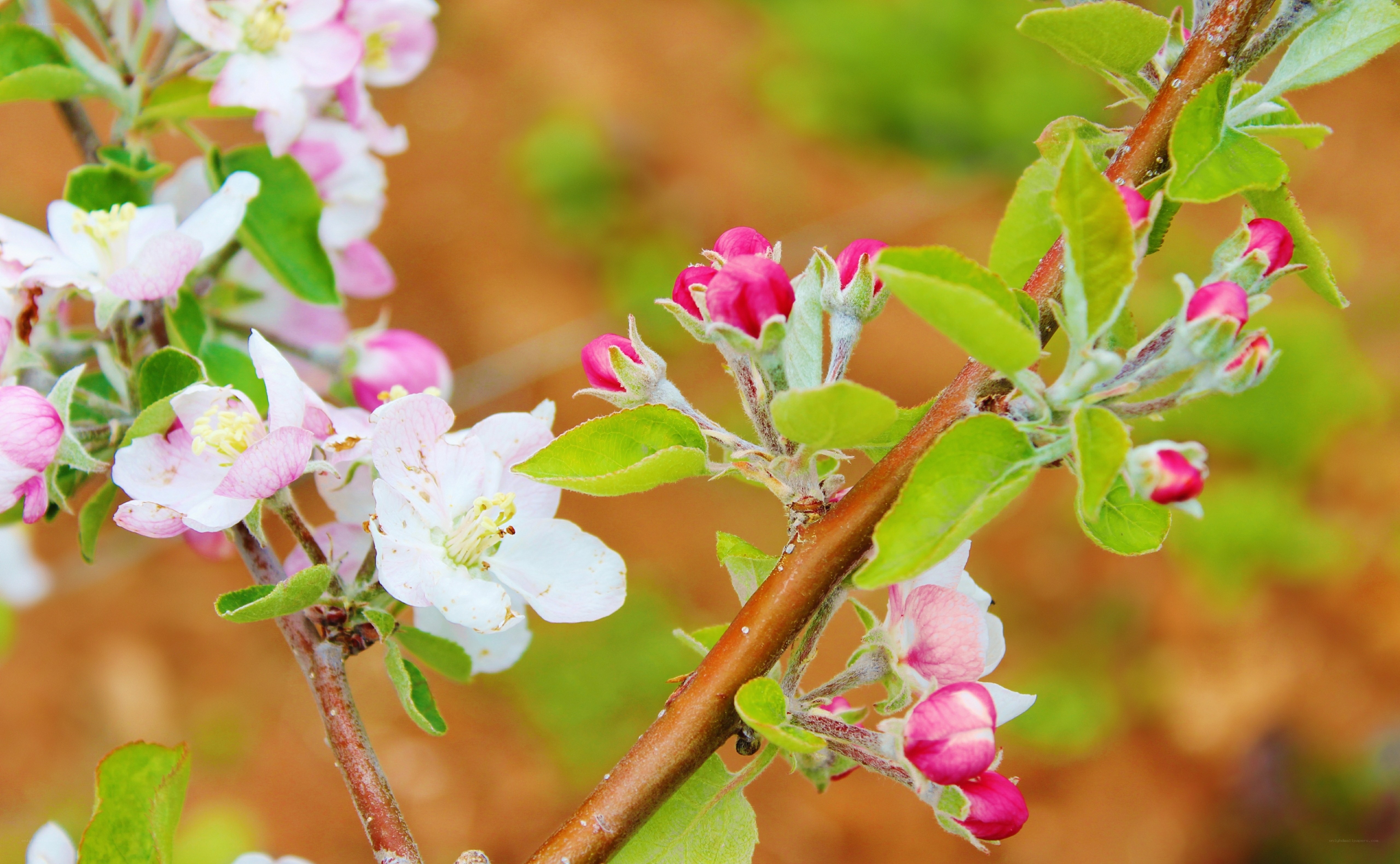 apple blossoms in spring