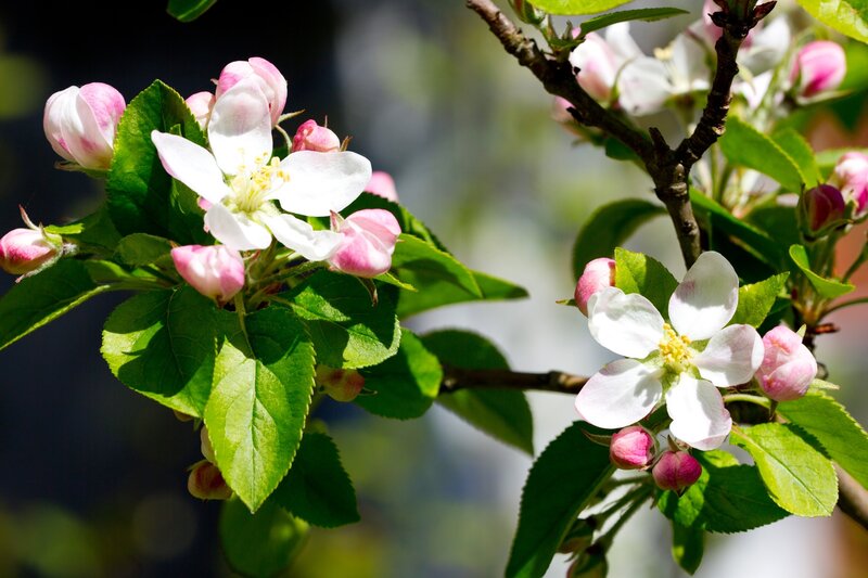 Apple blossoms in spring