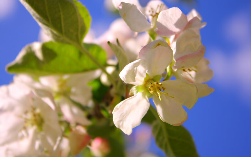 Apple blossoms in spring