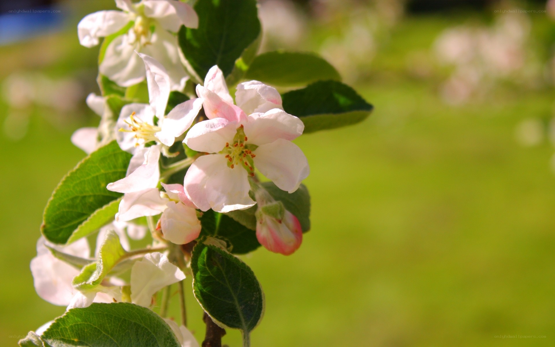 apple blossoms in spring