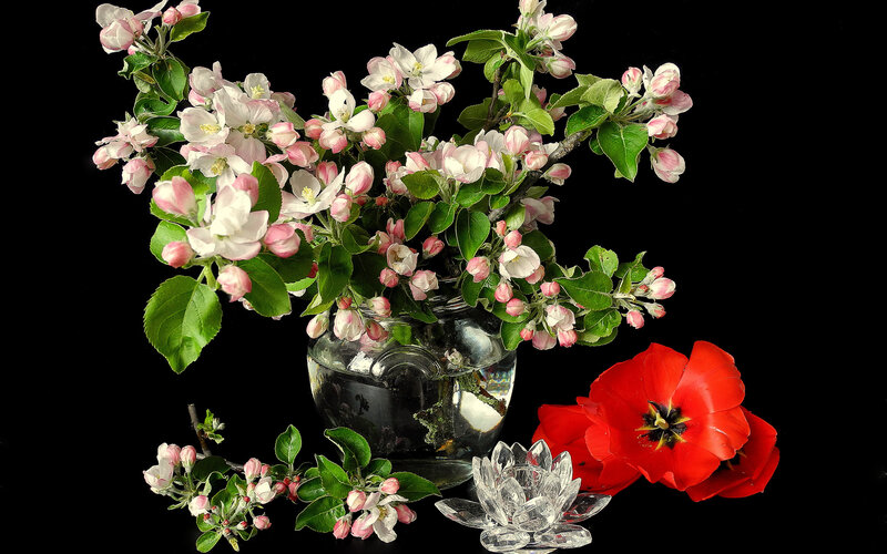 Apple Blossoms in Vase — Black