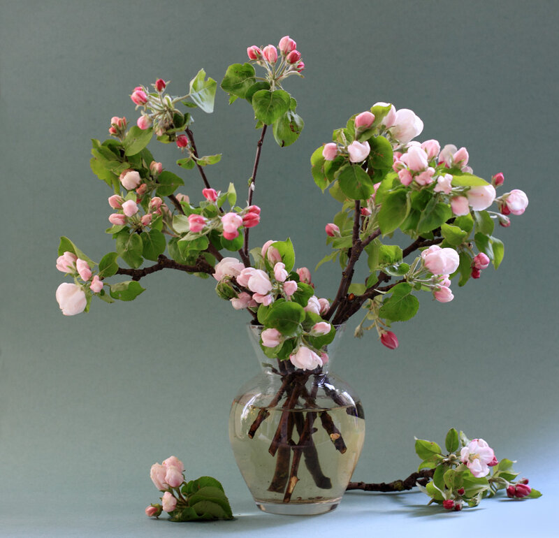 Apple Blossoms in Vase