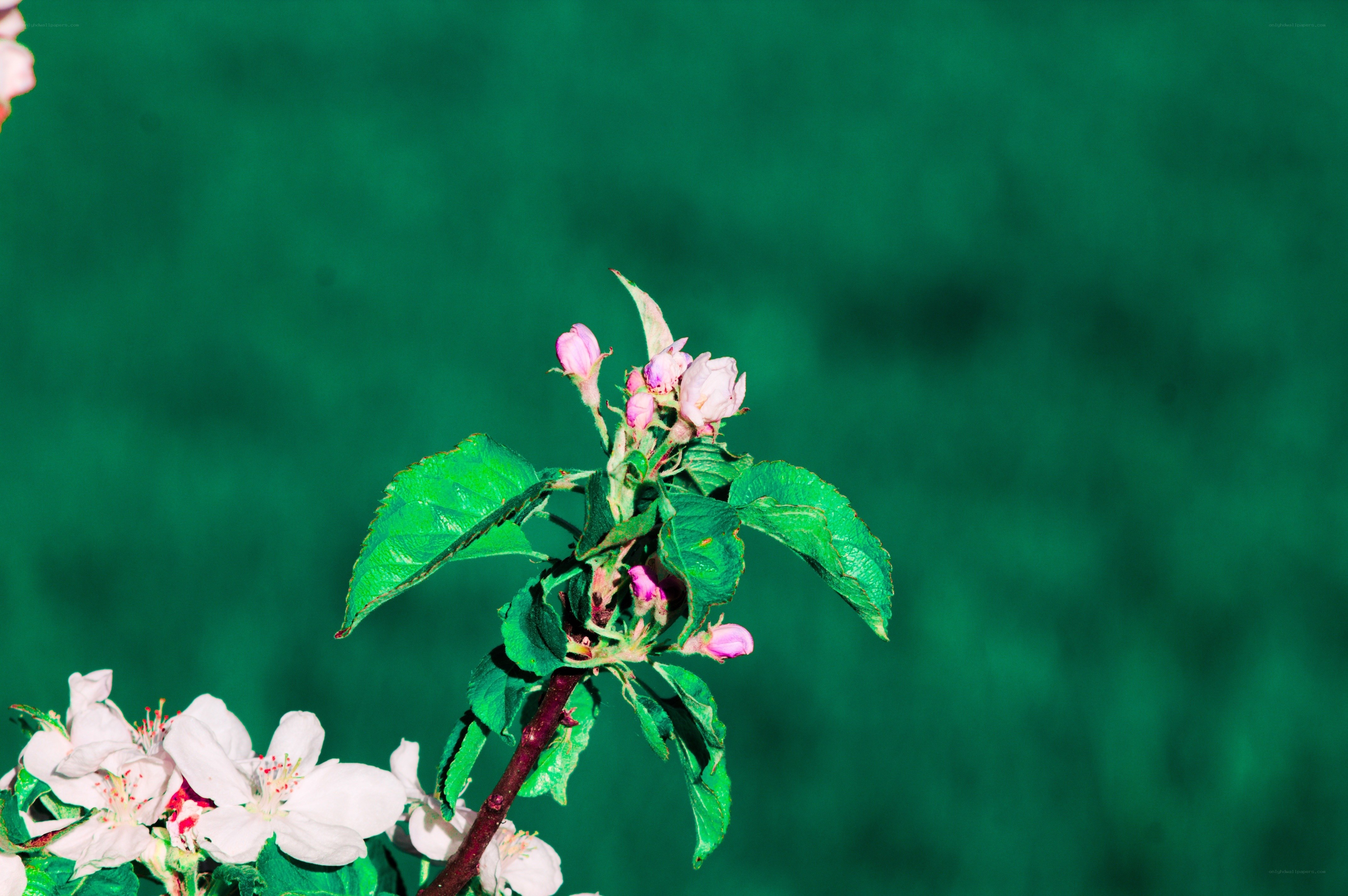 Apple blossoms on a branch