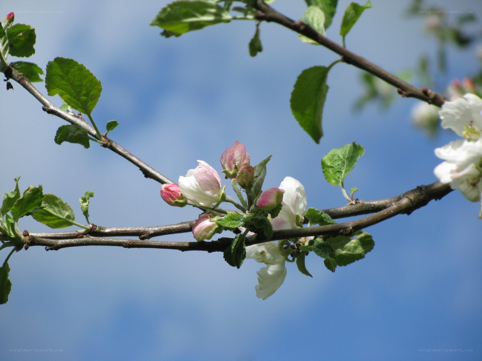 apple blossoms on a branch