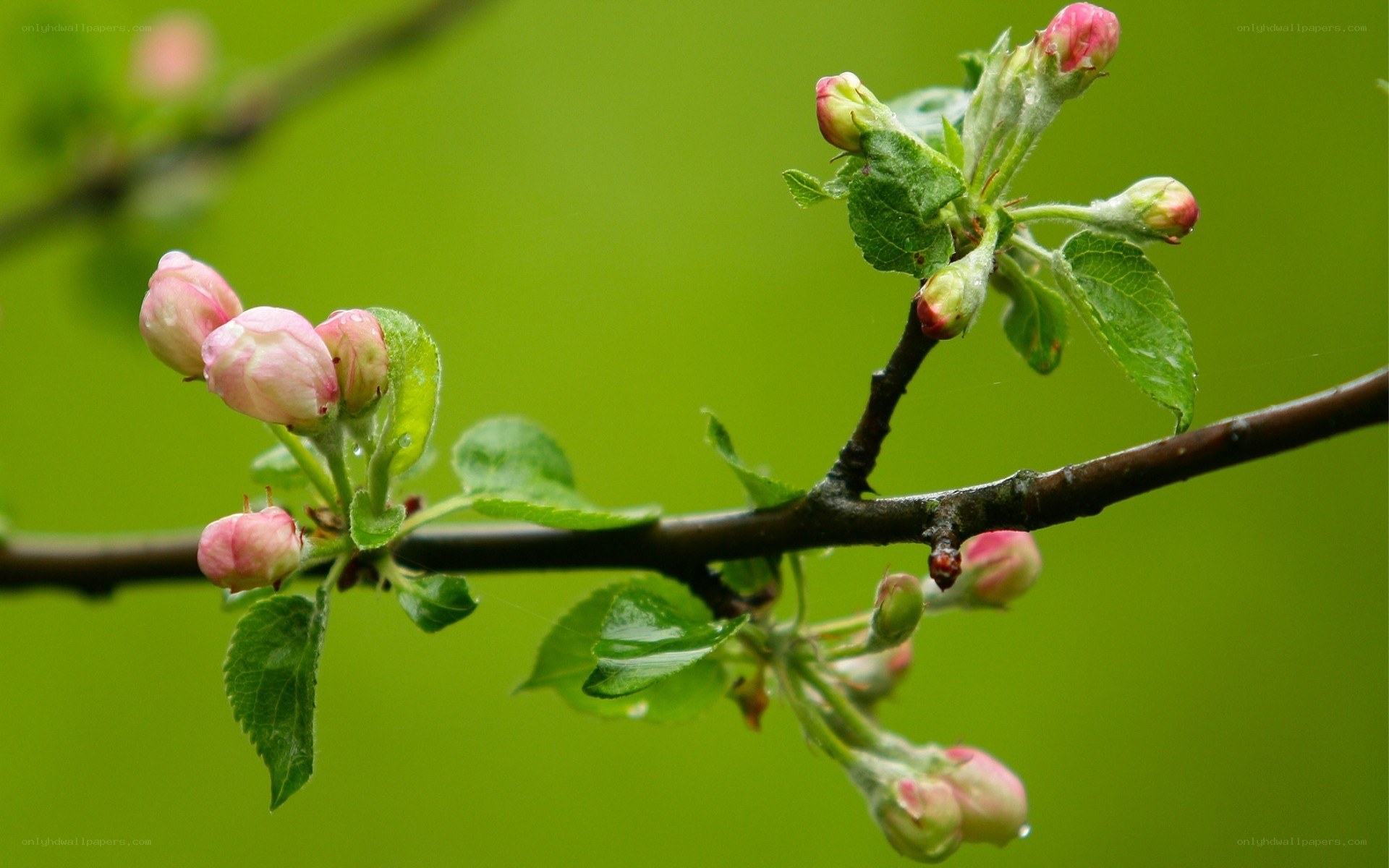 apple blossoms on a branch