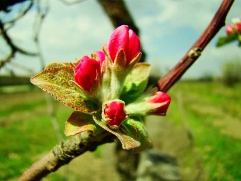 apple blossoms on a branch
