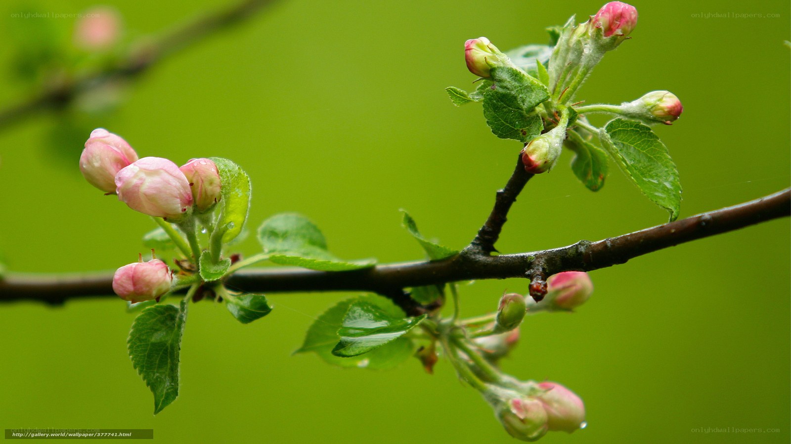 apple blossoms on a branch