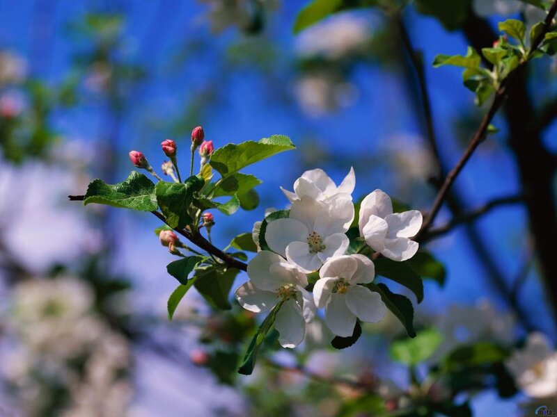 apple blossoms on a sunny day