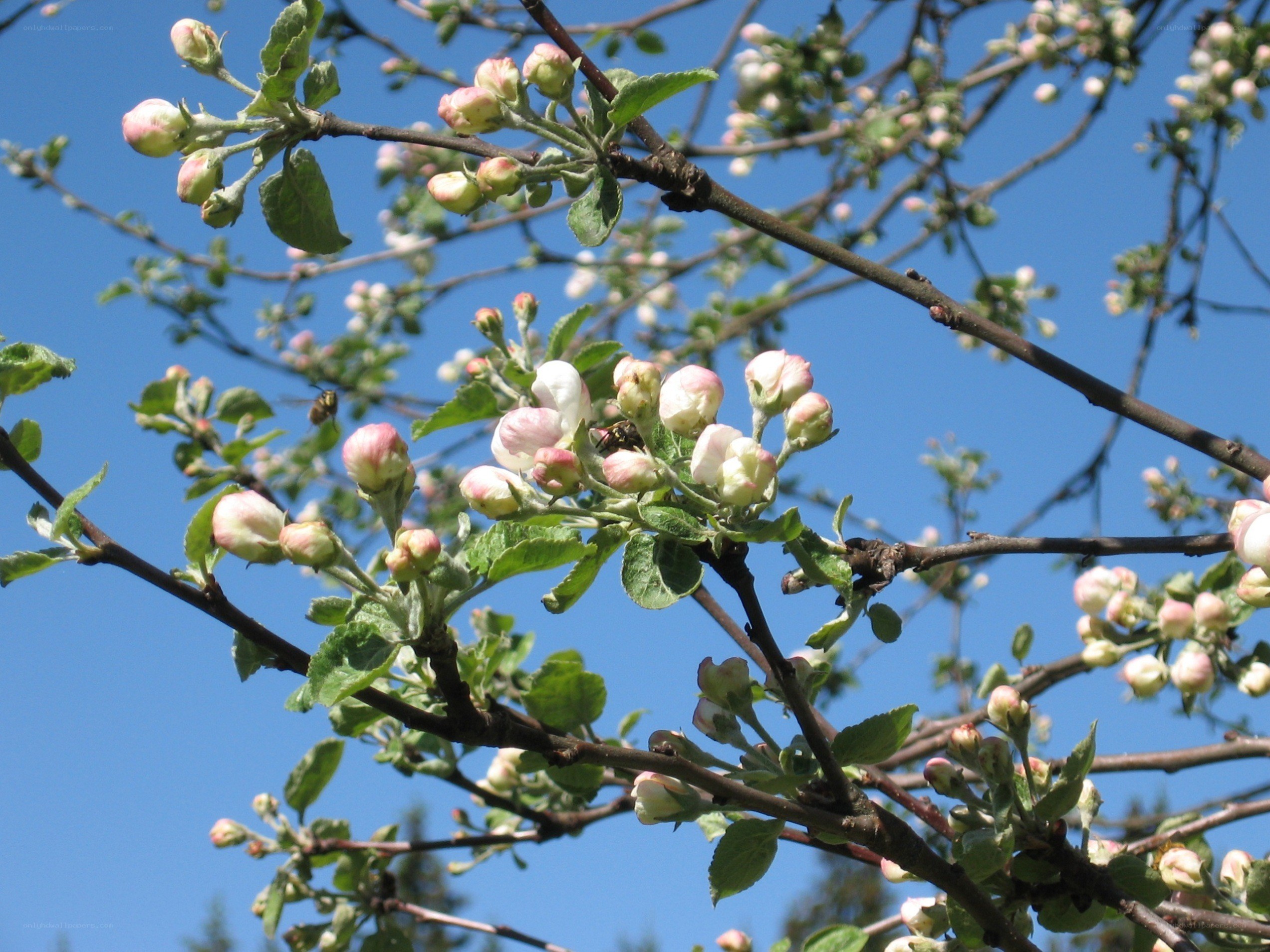 apple blossoms on a sunny day
