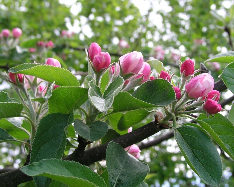 apple blossoms on a tree branch