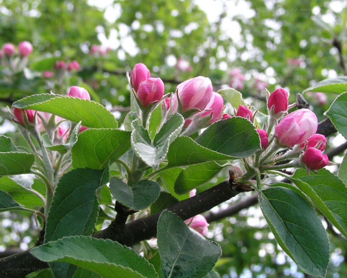 apple blossoms on a tree branch