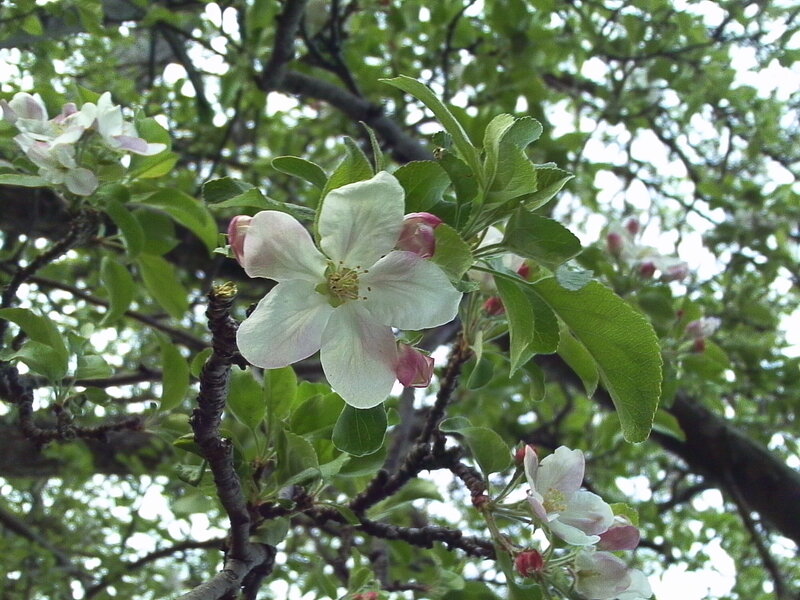 apple blossoms on a tree branch
