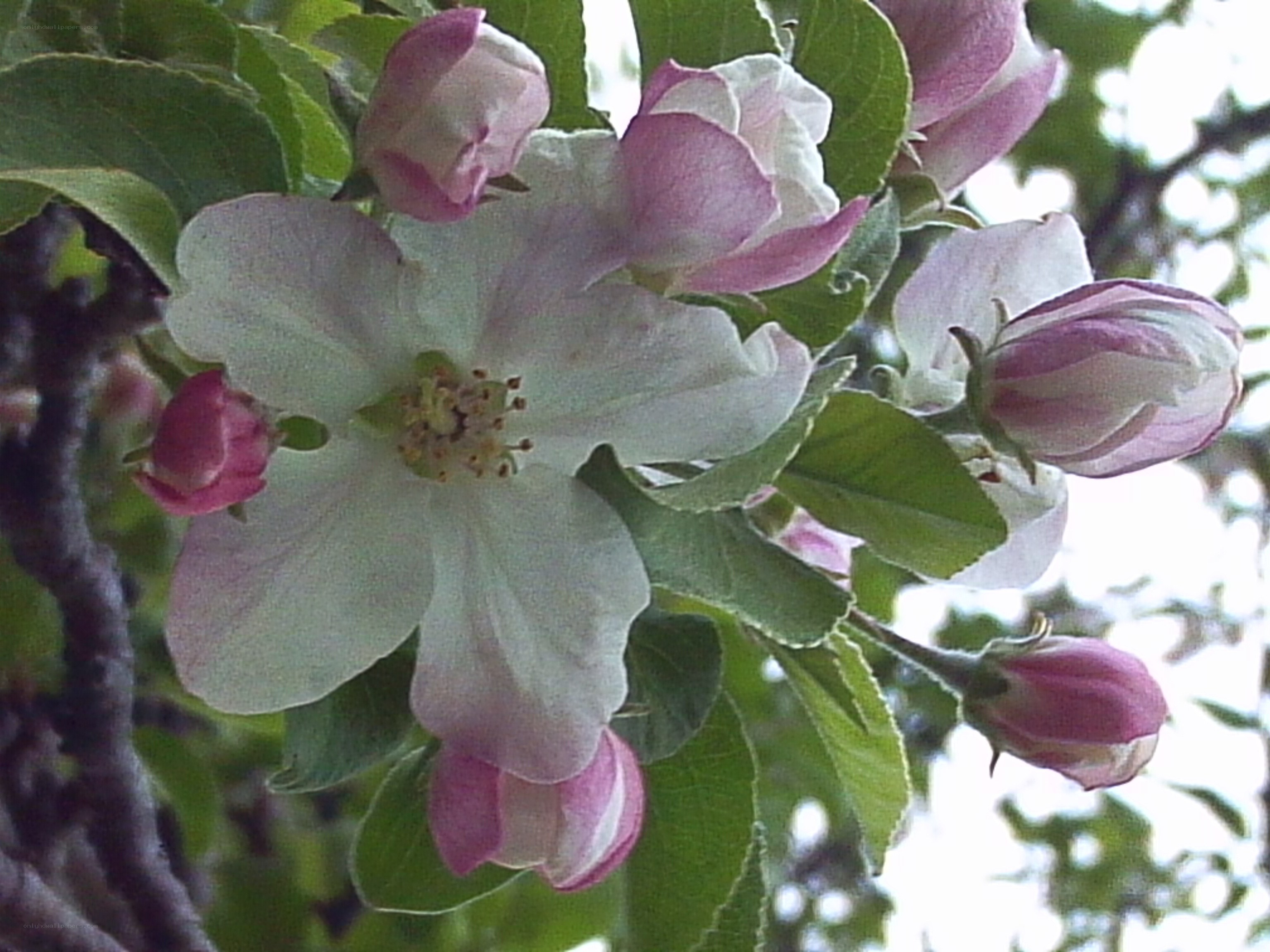 apple blossoms on a tree branch