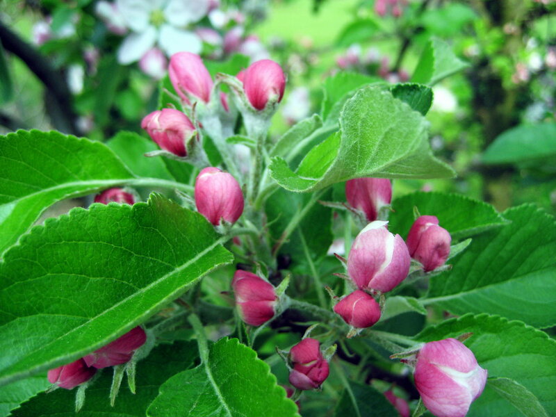 Apple Blossoms on Branch — Green, Calm