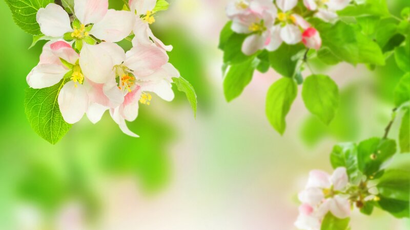 Apple Blossoms on Branch — Green, Serene, Spring, Photograph, Flowers, Leaves