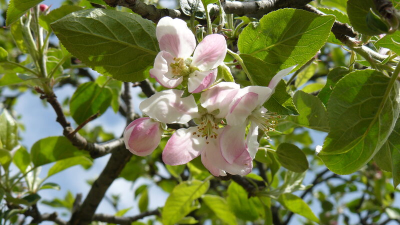 Apple Blossoms on Branch — Green, Serene, Spring, Photograph